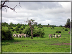 foto Parco nazionale del Chobe